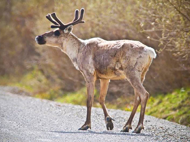 Caribou 2