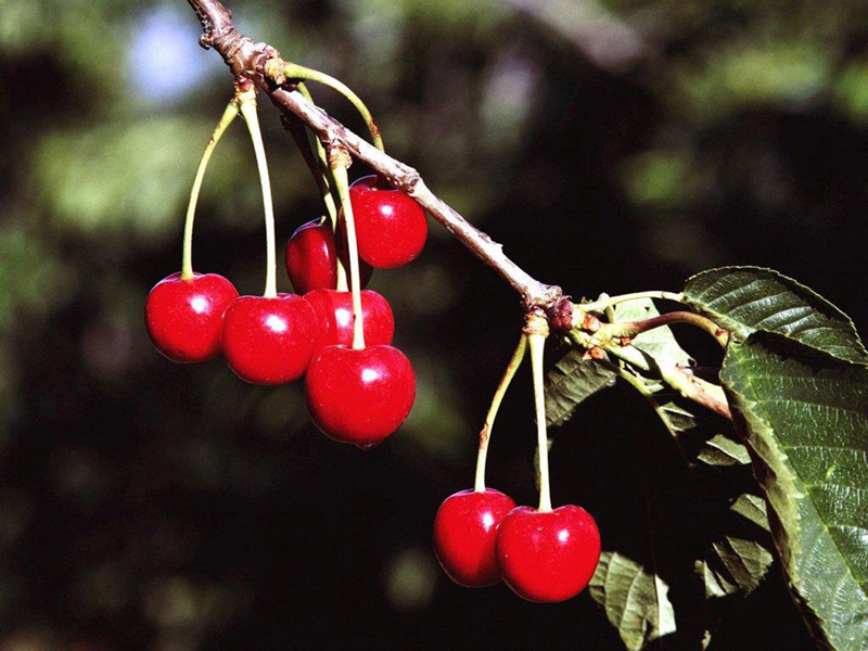 Cherry Branch