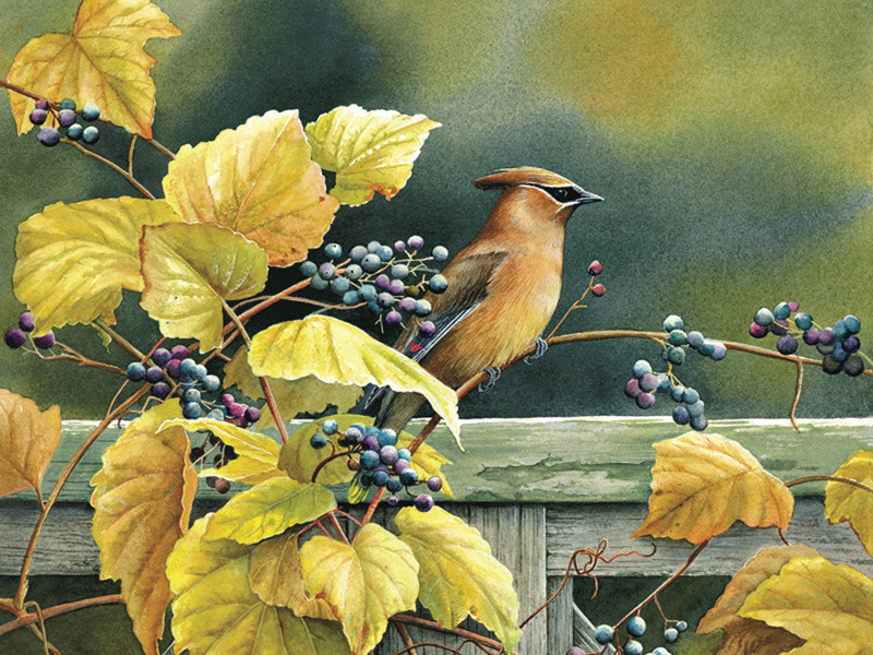 Cedar Waxwing