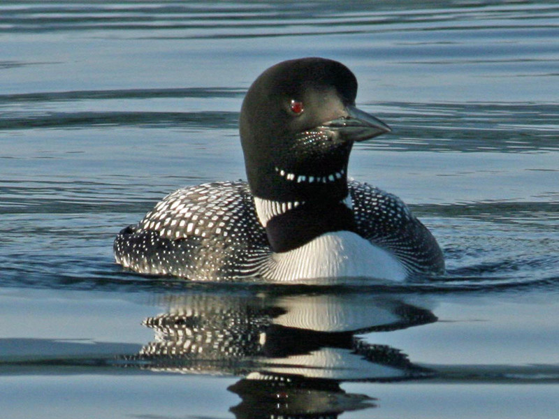 Common Loon