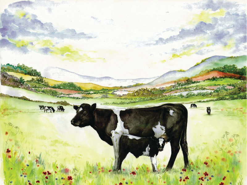 Cow &amp; Calf