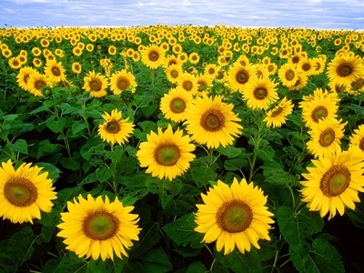 Dakota Sunflowers