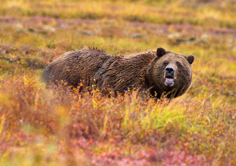 Denali Grizzly