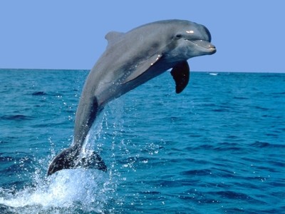 Dolphin Flight