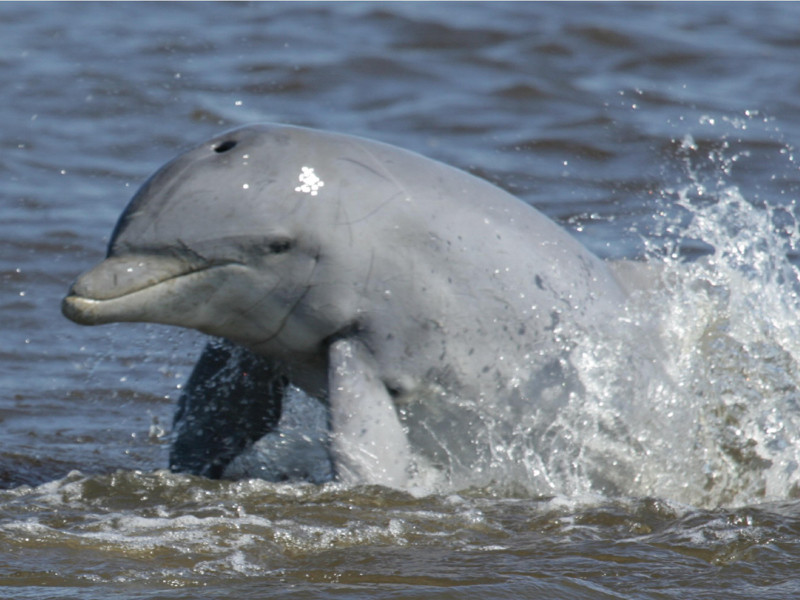 Dolphin Splash