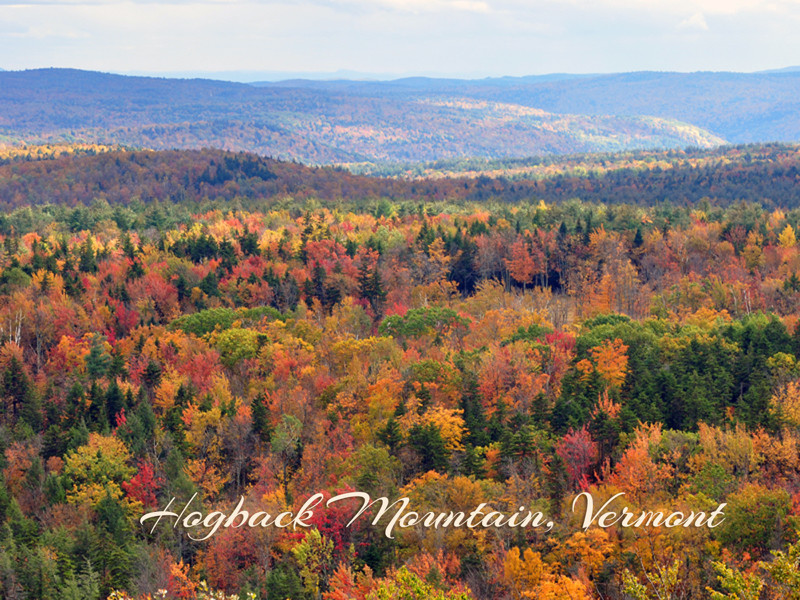 Fall Foliage