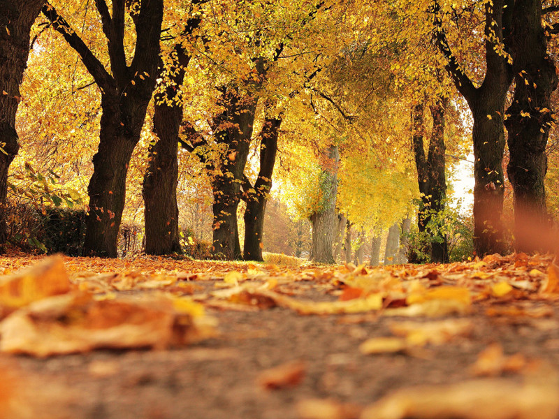 Fall Magic