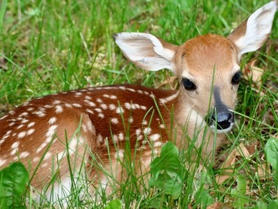 Fawn In Grass