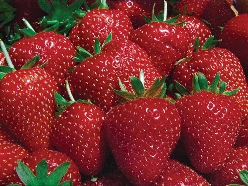 Fresh Strawberries