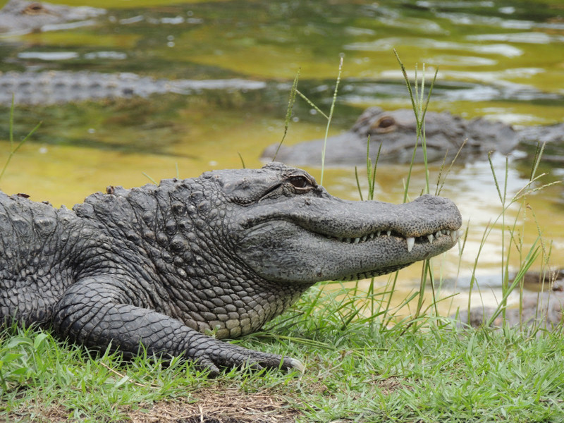 Gator Land