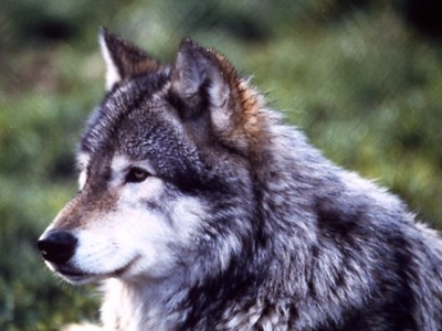 Gray Wolf Face