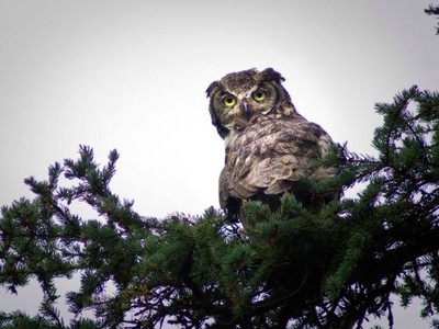 Great Horned Owl Small
