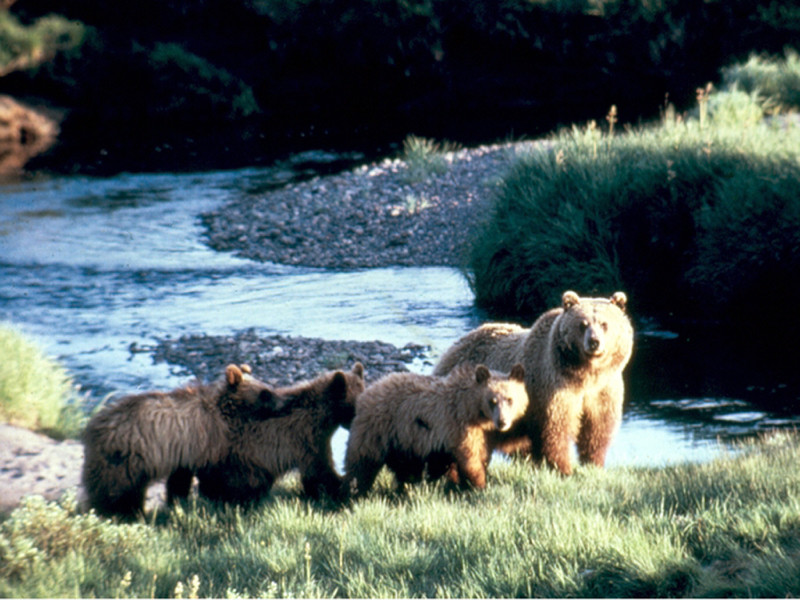 Grizzly and Three Cubs