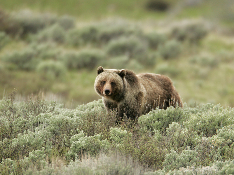 Grizzly Portrait