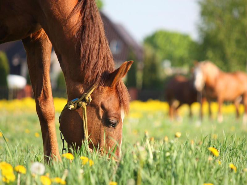 Horses Grazing