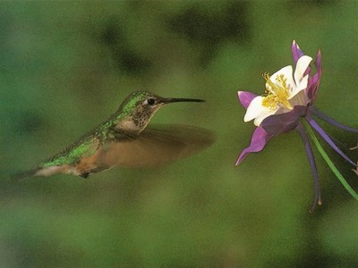 Hummingbird and Columbine