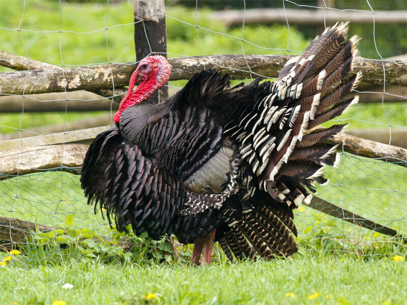 Turkey Bird