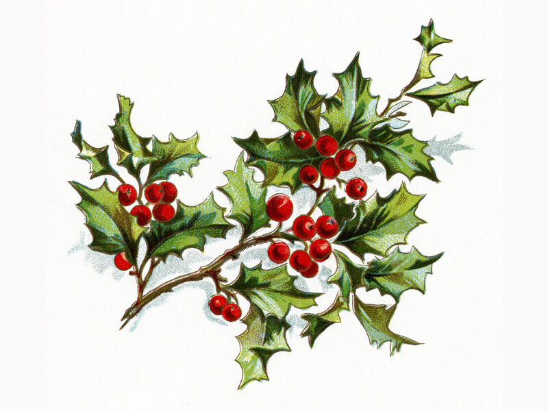 Holly Berries