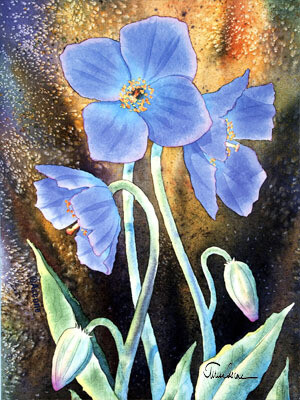 Himalayan Poppies