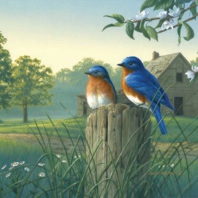 Country Morning Bluebirds