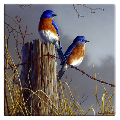 Bluebirds