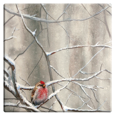 Eying the Feeder