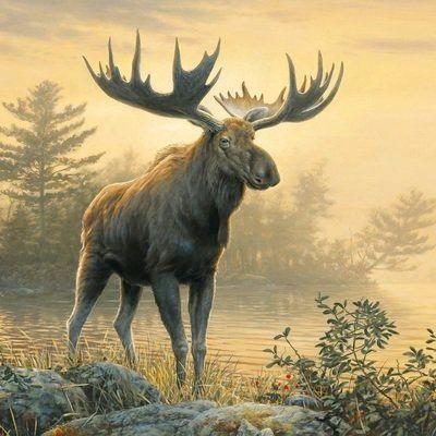 Northwoods Moose