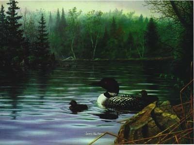 Loons in the Mist
