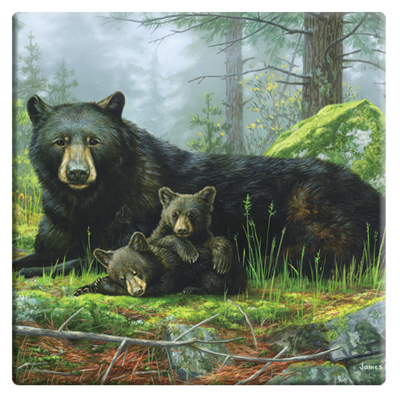 Black Bears