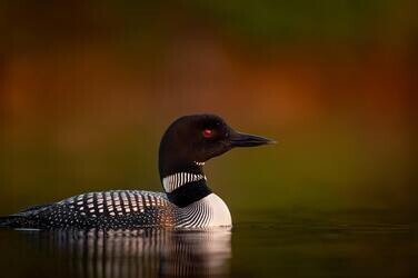 A Loon Customs