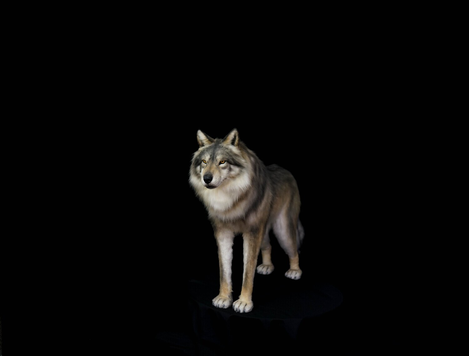 E-commerce Product Image