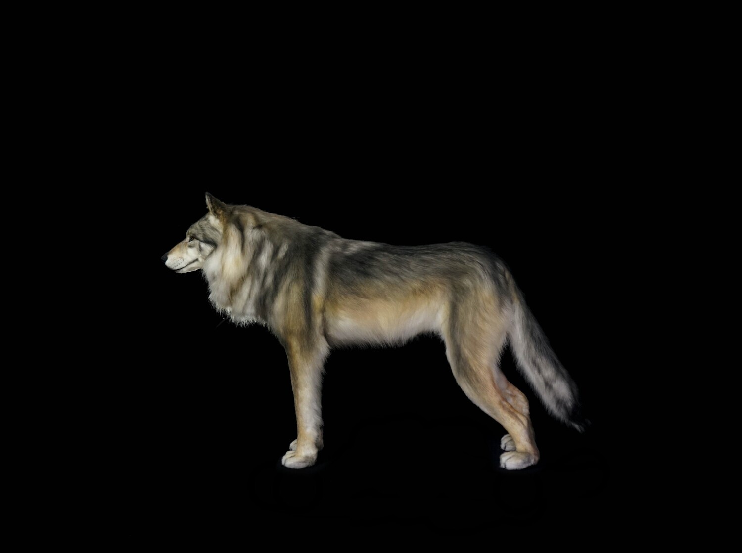 E-commerce Product Image
