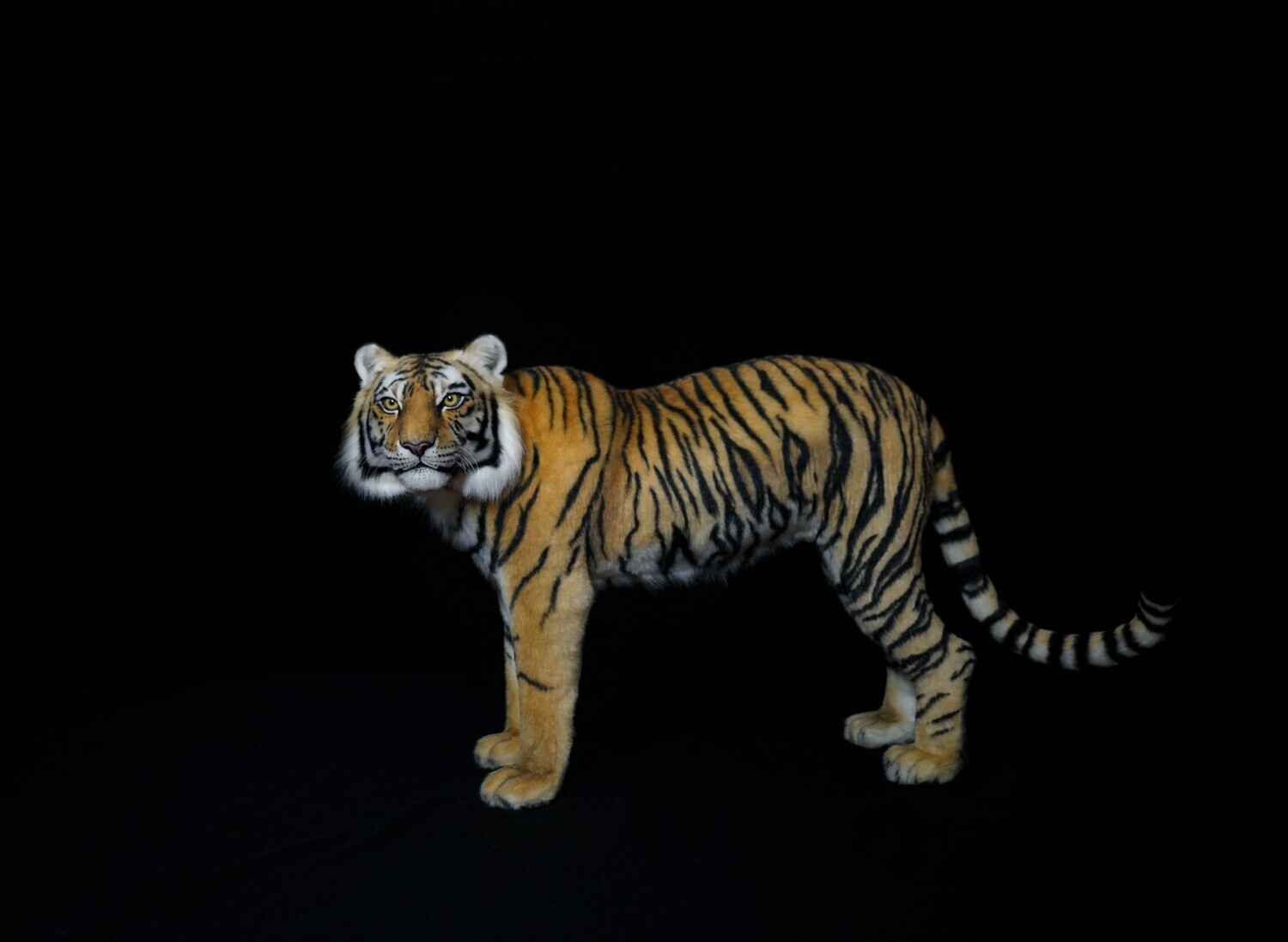E-commerce Product Image
