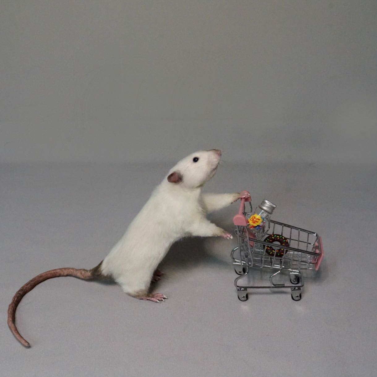 E-commerce Product Image