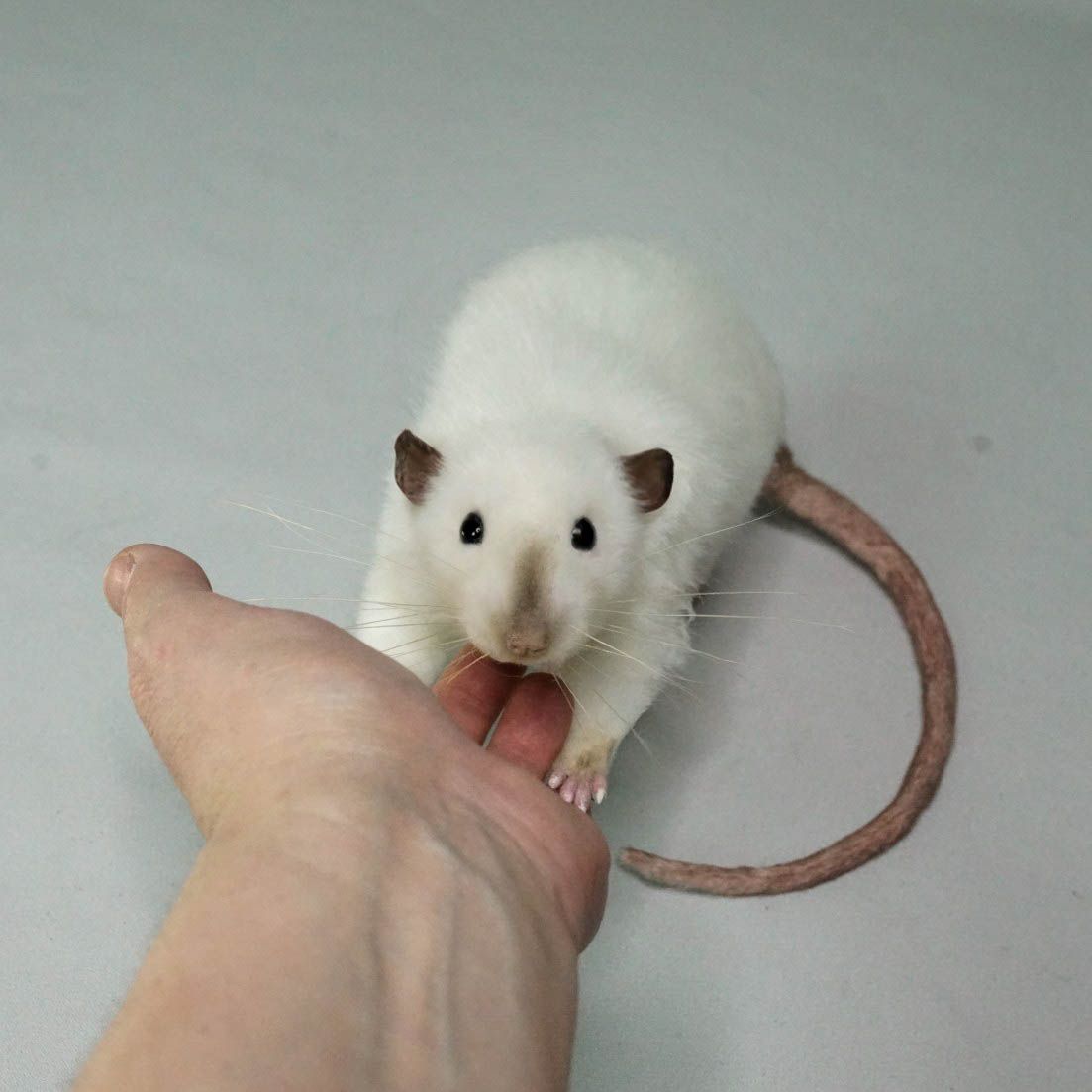 E-commerce Product Image