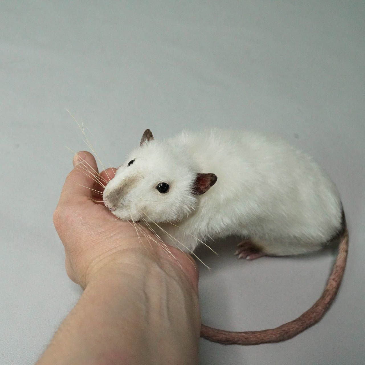 E-commerce Product Image