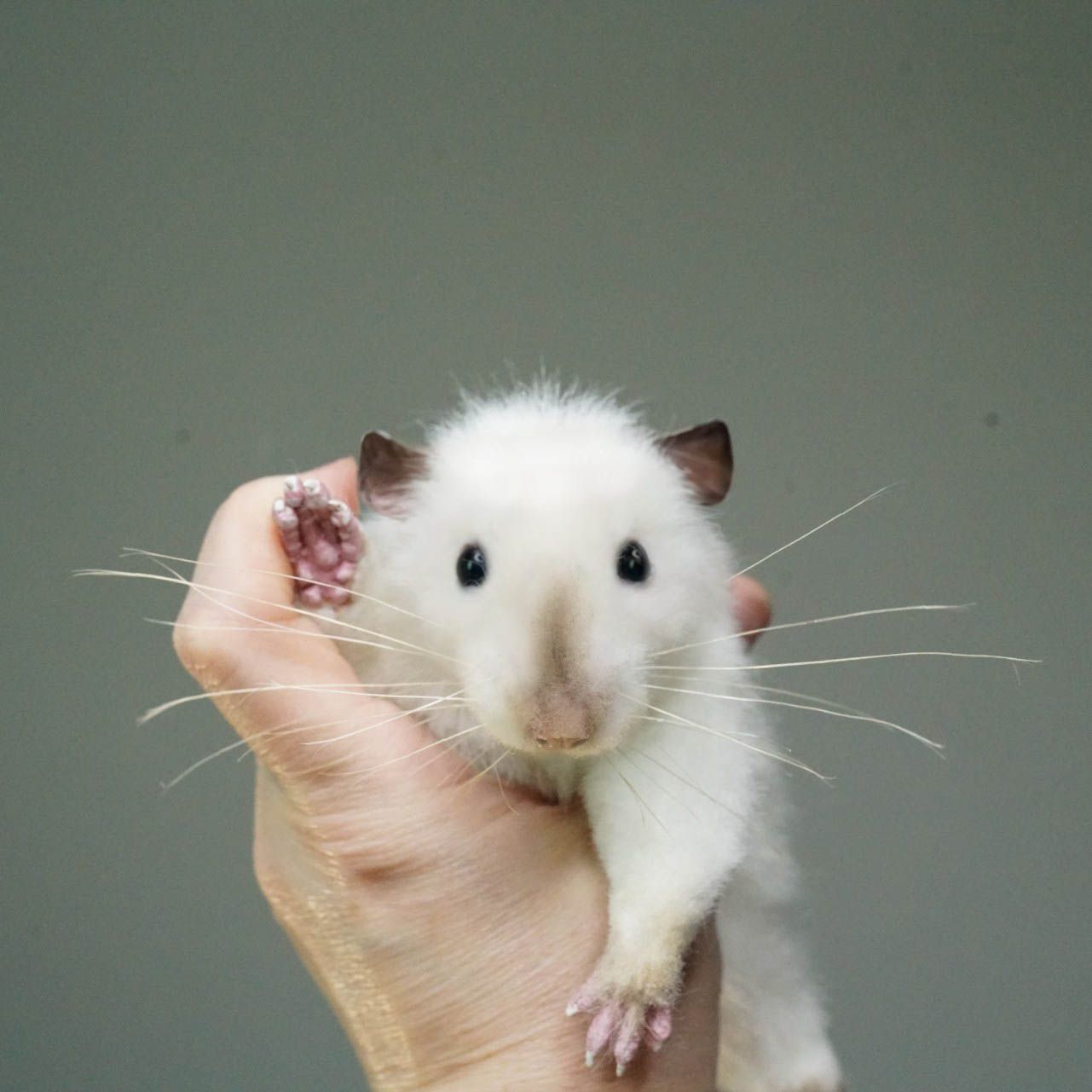 E-commerce Product Image