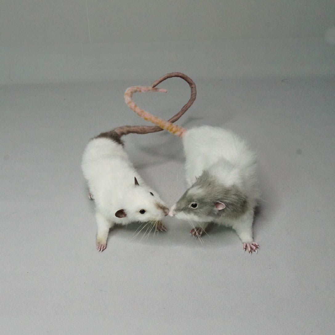 E-commerce Product Image