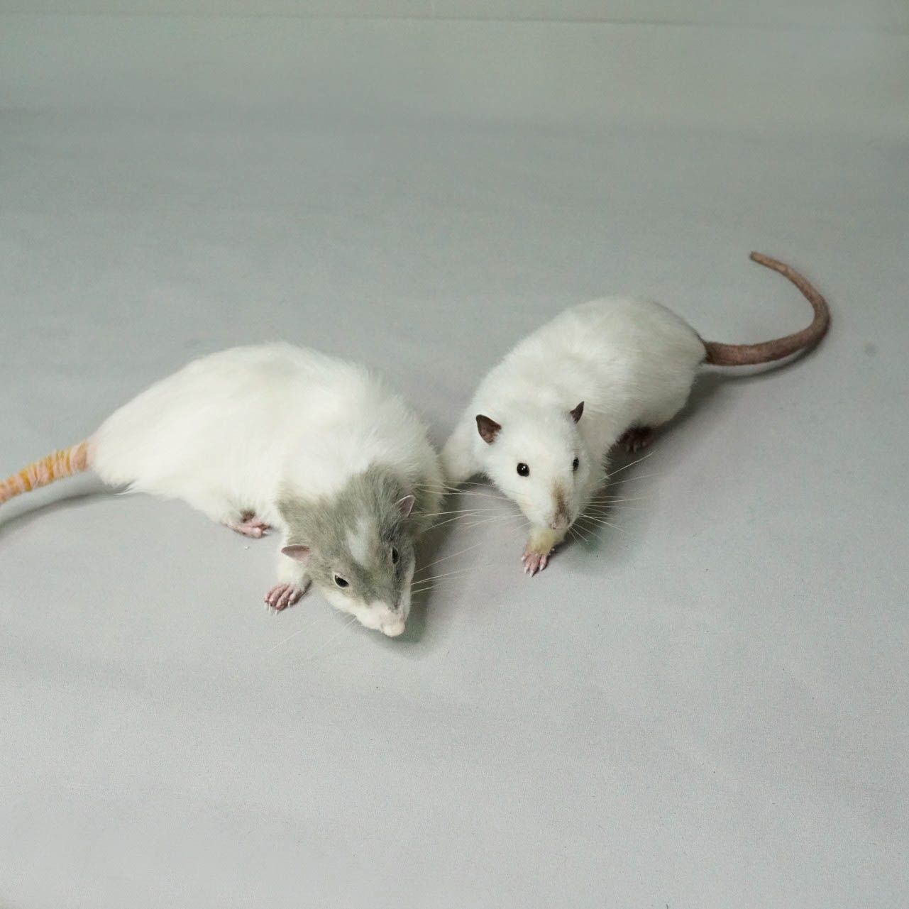 E-commerce Product Image