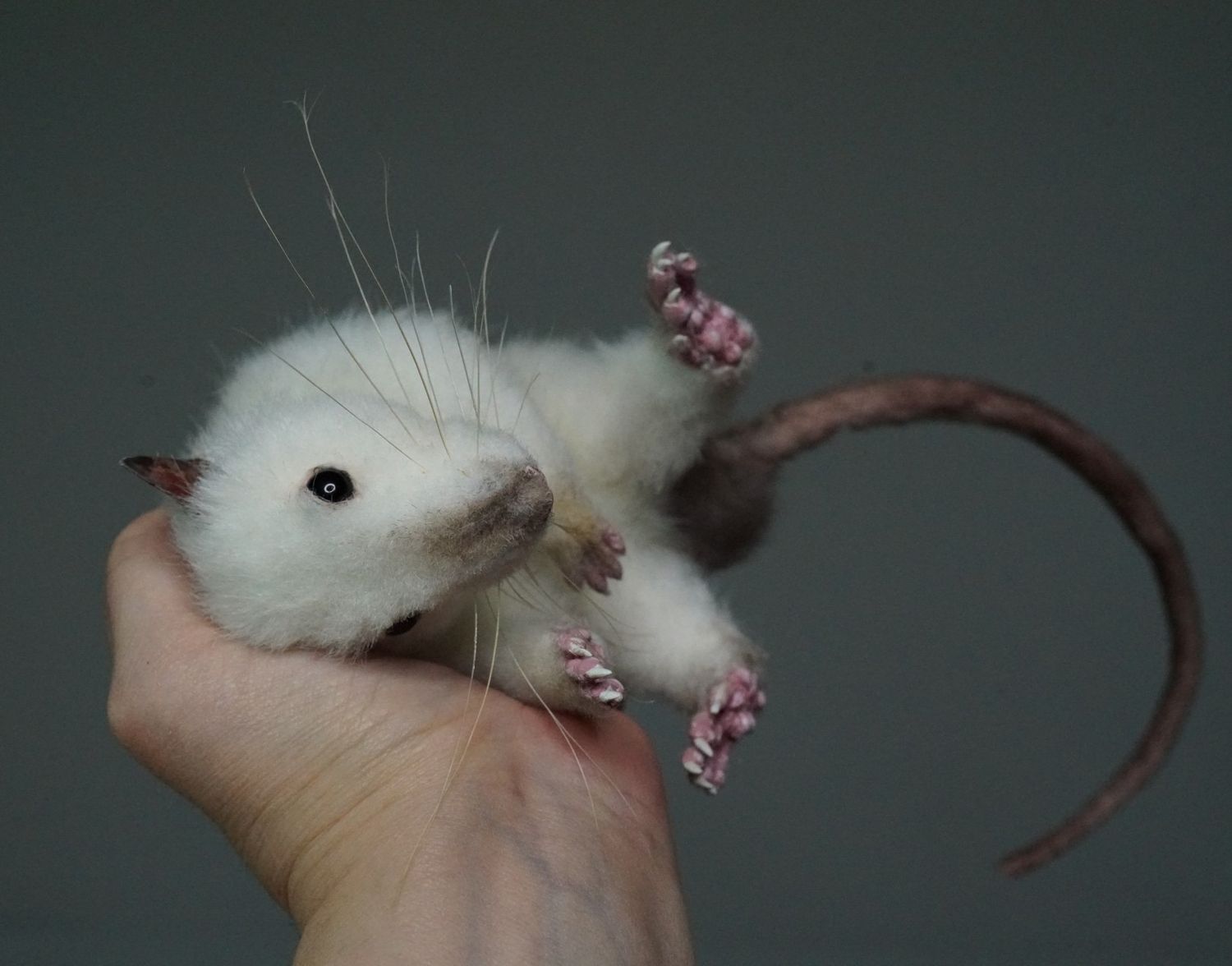 E-commerce Product Image