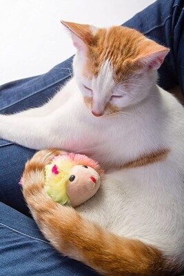 Hartz Just For Cats Cat Toy Color: Hunt Style: Running Rodent – *PURPLE MULTI-COLOUR MOUSE