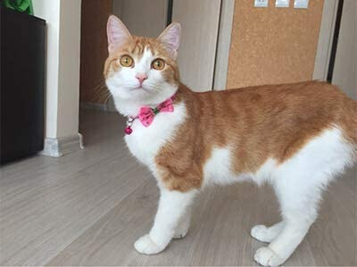 **YASMA Breakaway BOWTIE Polka Dot Print Cat Collar -cat Collar with Bell Kitten Collars with Bell Charm, 1 pc, Solid &amp; Safe, Nylon, Mixed Colors - BREAKAWAY