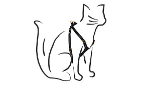 Harness | Leash