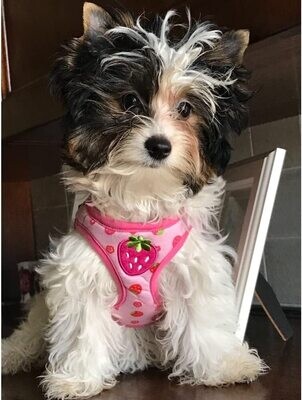 Stock Show Small Pet Summer Spring Cute Cartoon Harness Vest &amp; Matching Polka Dots Lead Leash Set Breathable Soft Mesh Padded Adjustable Chest Strap Harness for Kitten,Small Animal, Pink- L STRAWBER