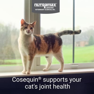 Nutramax Cosequin Joint Health Supplement for Cats - With Glucosamine, Chondroitin, and Omega-3, 60 Soft Chews - Expiry: 11/2026