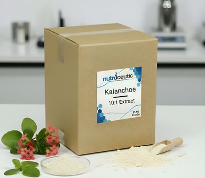 Kalanchoe 10:1 ~ Extract Powder × 25 KG