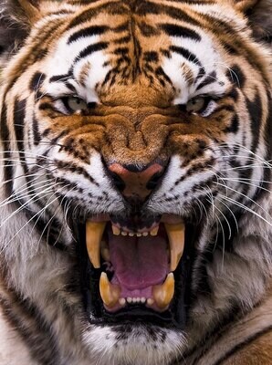 Jones High 2022 Tiger Pride Day EVENT PORTAL
