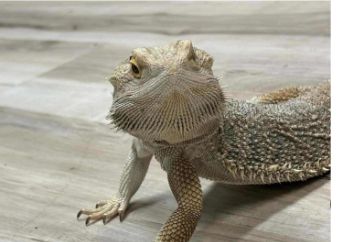 3.  Animal Discovery Camp~June 15–19