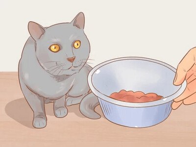 Alimentación (Gatos)