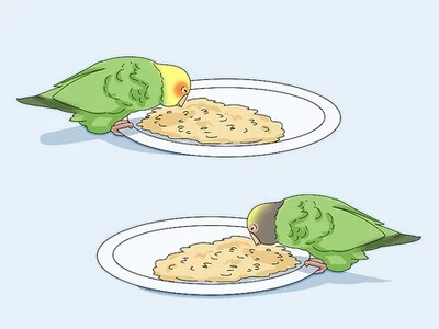 Alimentación (Aves)